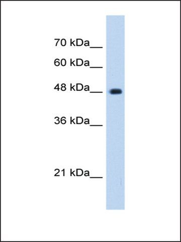 Anti-UNC84B antibody produced in rabbit