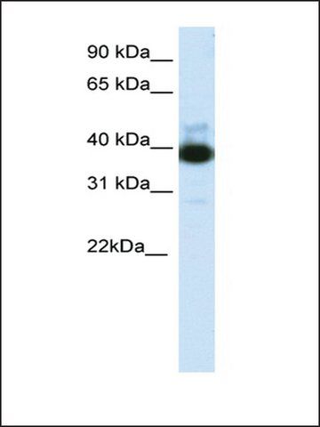 Anti-TTC19 (AB2) antibody produced in rabbit