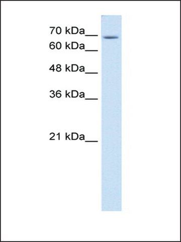 Anti-USP48 (AB1) antibody produced in rabbit