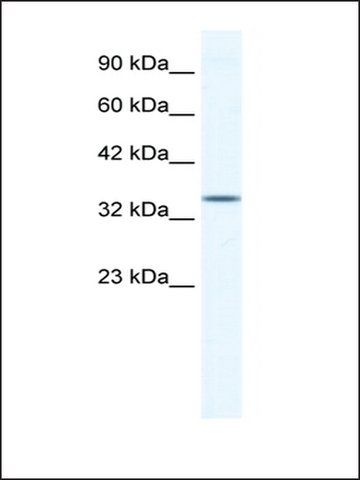 Anti-ZFP589 antibody produced in rabbit