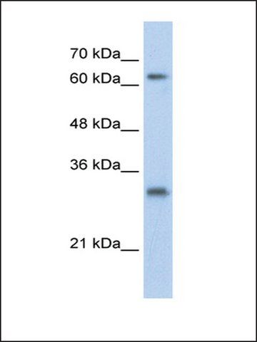 Anti-USP39 antibody produced in rabbit