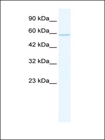 Anti-ZNF276 (AB2) antibody produced in rabbit