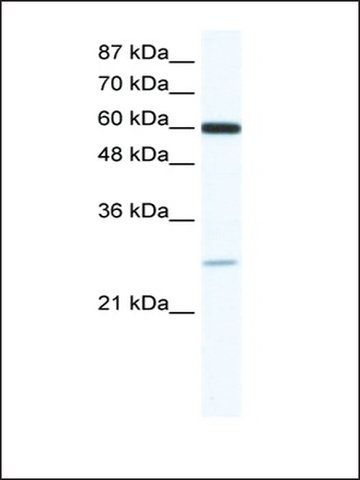 Anti-ZFP91 (AB1) antibody produced in rabbit