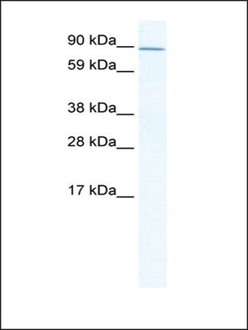 Anti-ZHX2 (AB2) antibody produced in rabbit