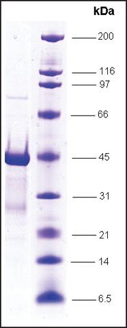 RNA Polymerase II, p15.6 subunit, GST tagged human