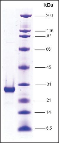 RNA Polymerase II, RPB10 subunit, GST tagged human