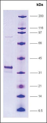 RNA Polymerase II, RPB12 subunit, GST tagged human