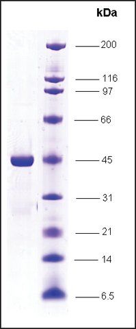 RNA Polymerase II, p14.5 subunit, GST tagged human