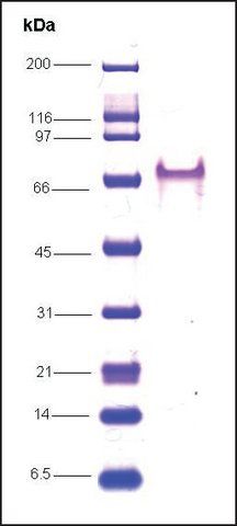 RNA Polymerase II, C-terminal human