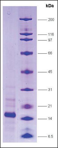 RNA Polymerase II, p14.5 subunit human