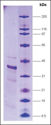 RNA Polymerase II, p33 subunit human