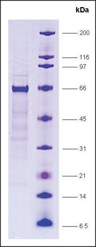 RXR isoform, GST tagged human