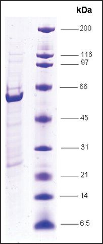 RXR, ligand binding domain, (200-462), GST tagged human