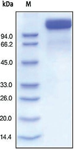 SEMA4D/CD100 human