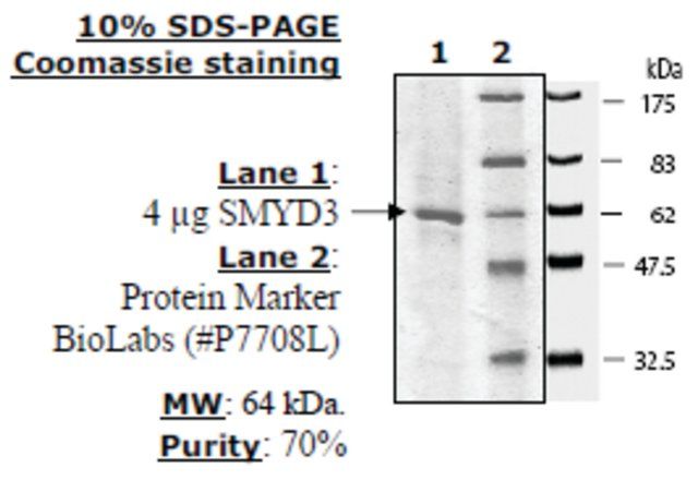 SMYD3 (35-end) Active human