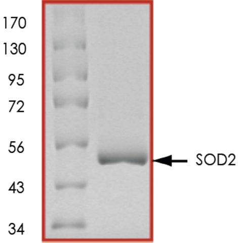 SOD2, GST tagged human