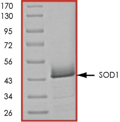 SOD1, GST tagged human