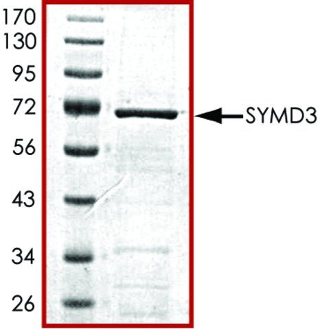 SMYD3, GST tagged human