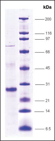 SRC1, FLAG tagged, TEV site human