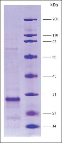 SRC1 (627-786), biotin,His tagged human