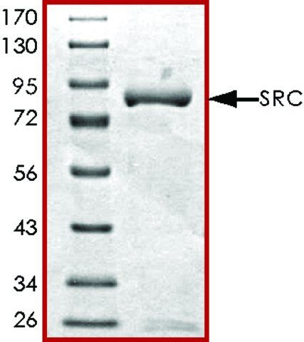 SRC, active, GST tagged from Rous sarcoma virus