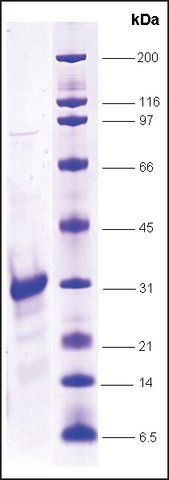 SRC1, His tagged, TEV site, human