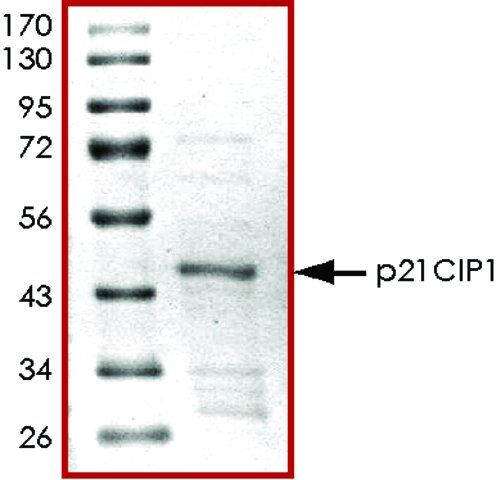 p21CIP1, GST tagged human