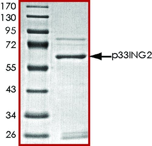 p33ING2, GST tagged human