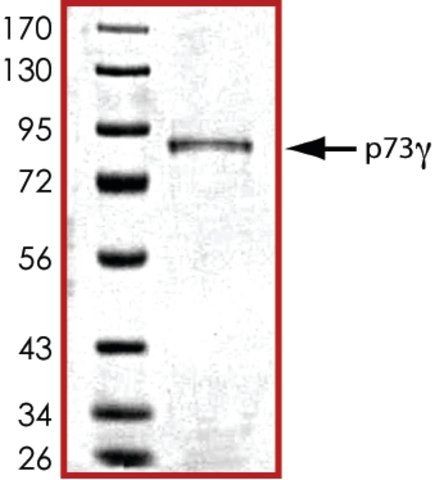 P73g, GST tagged human