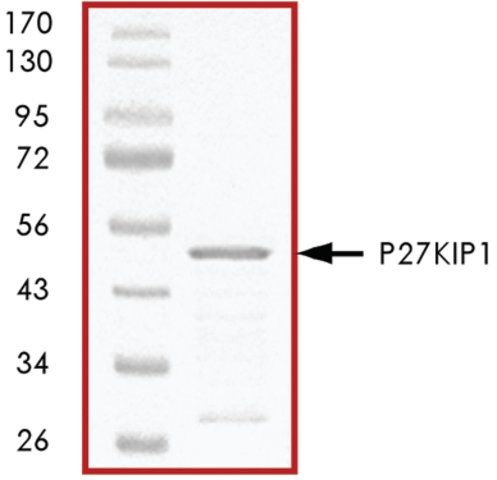 p27KIP1, GST tagged human