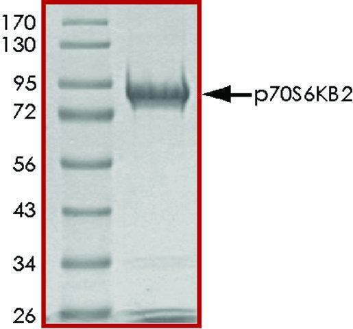 p70S6Kb, active, GST tagged human