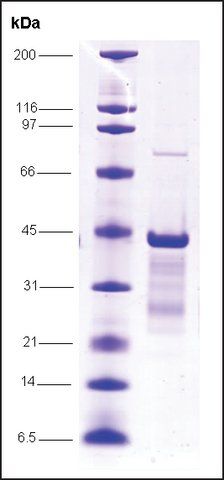 p53 (1-81), mutant, GST tagged human