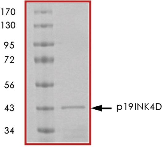 p19INK4D, GST tagged human