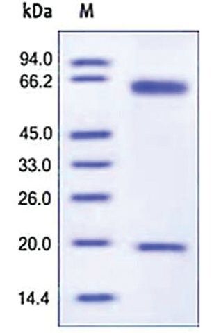 PCSK9 murine