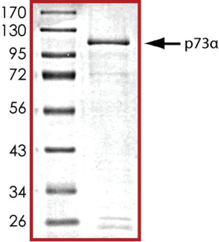 p73a, GST tagged human