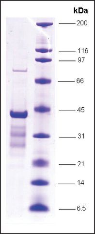 p53 (1-81), wild type, GST tagged human