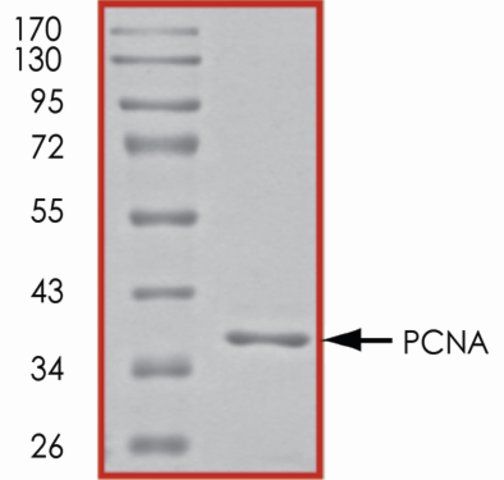 PCNA, His tagged human