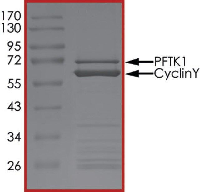 PFTK1 (CDK14)/CYCLINY, Active