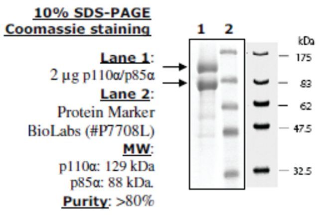 PI3 kinase (p110a/p85a) Active human