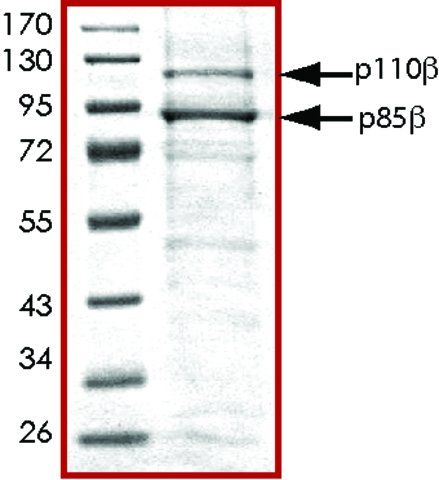 PI3K (p110-/p85-), active, His tagged human