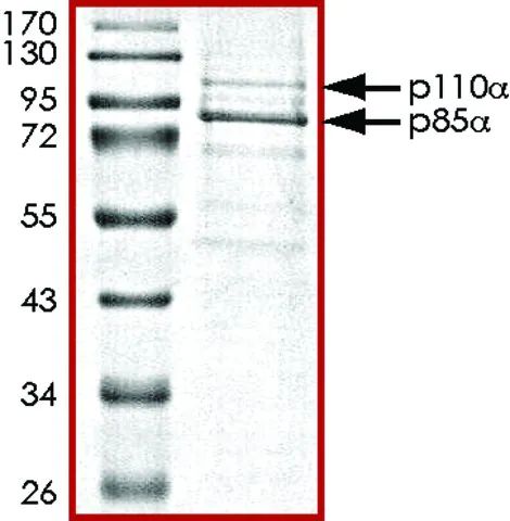 PI3K (p110-/p85-), active, His tagged from mouse and human