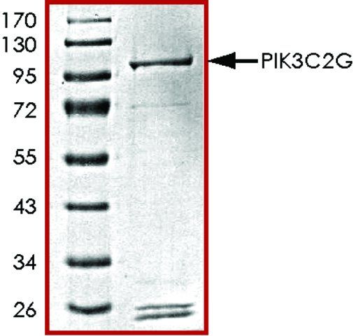 PIK3C2G, active, GST tagged human