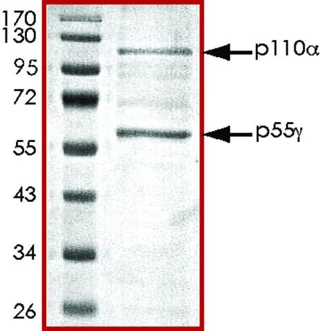 PI3K (p110-/p55-), active, His tagged human