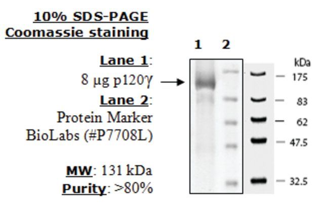 PI3 kinase (p120g) Active human