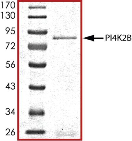 PI4K2B, active, GST tagged human