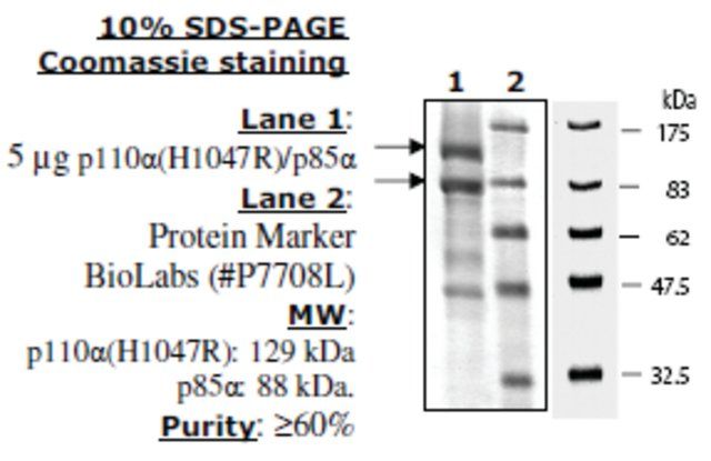 PI3 kinase [p110a(H1047R)/p85a] Active human