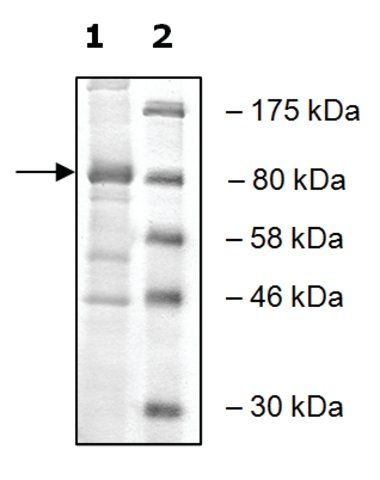 PLU-1 murine