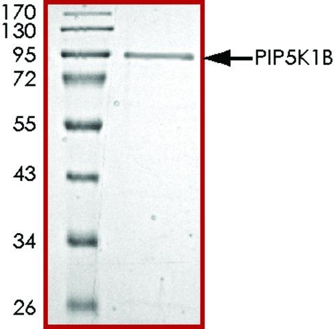 PIP5K1B, active, GST tagged human