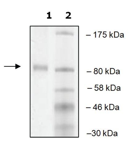 PLU-1 human