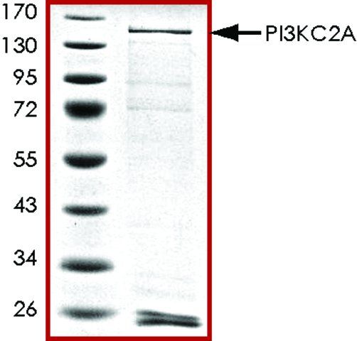 PIK3C2A, active, GST tagged human